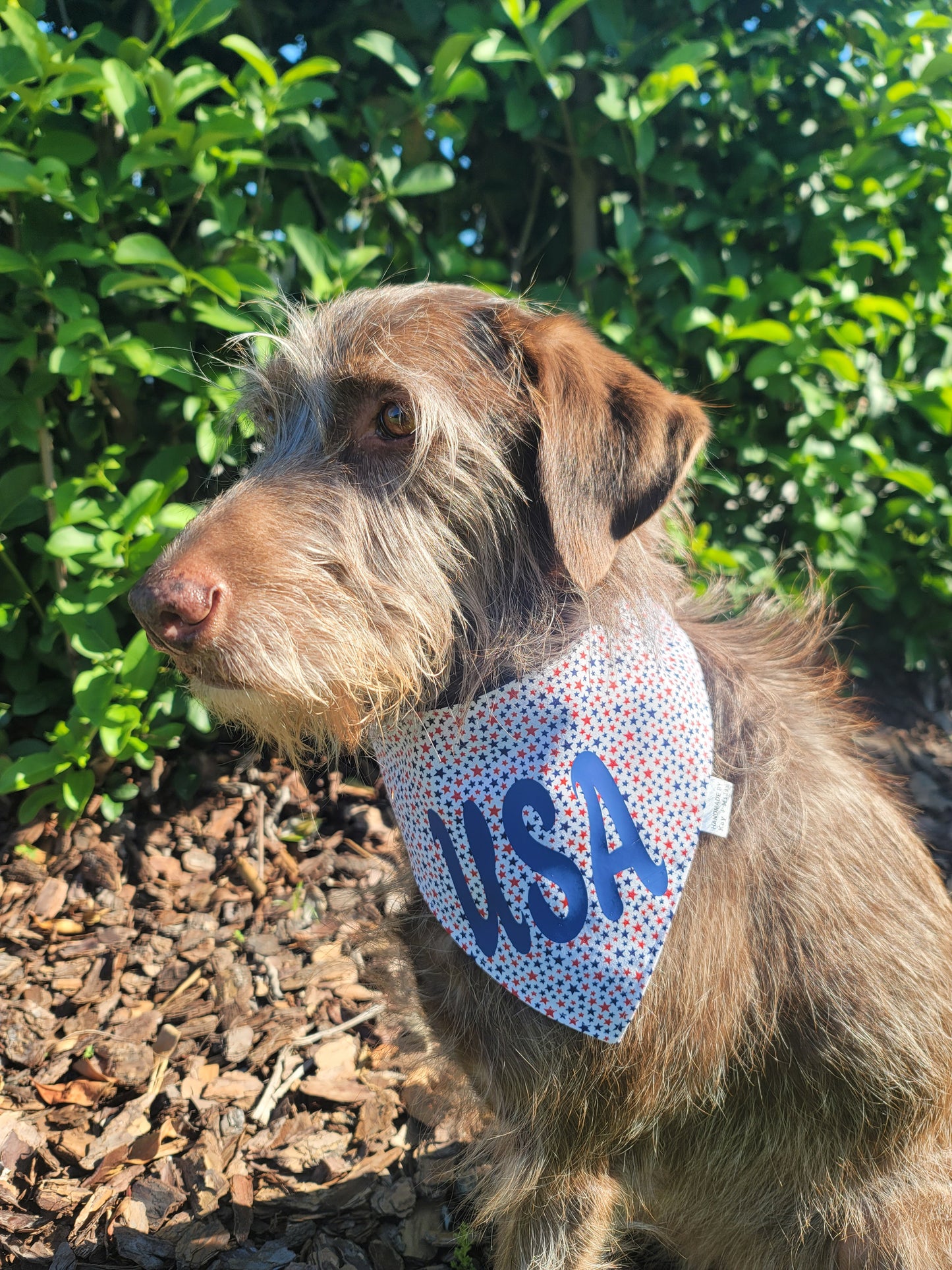 A brown dog with wiry hair, triangle-shaped floppy ears, and a beard and eyebrows is sitting outside by mulch and bushes. The dog is wearing a bandana that has small red and navy blue stars on a white background, and "USA" in navy blue vinyl across the middle. 