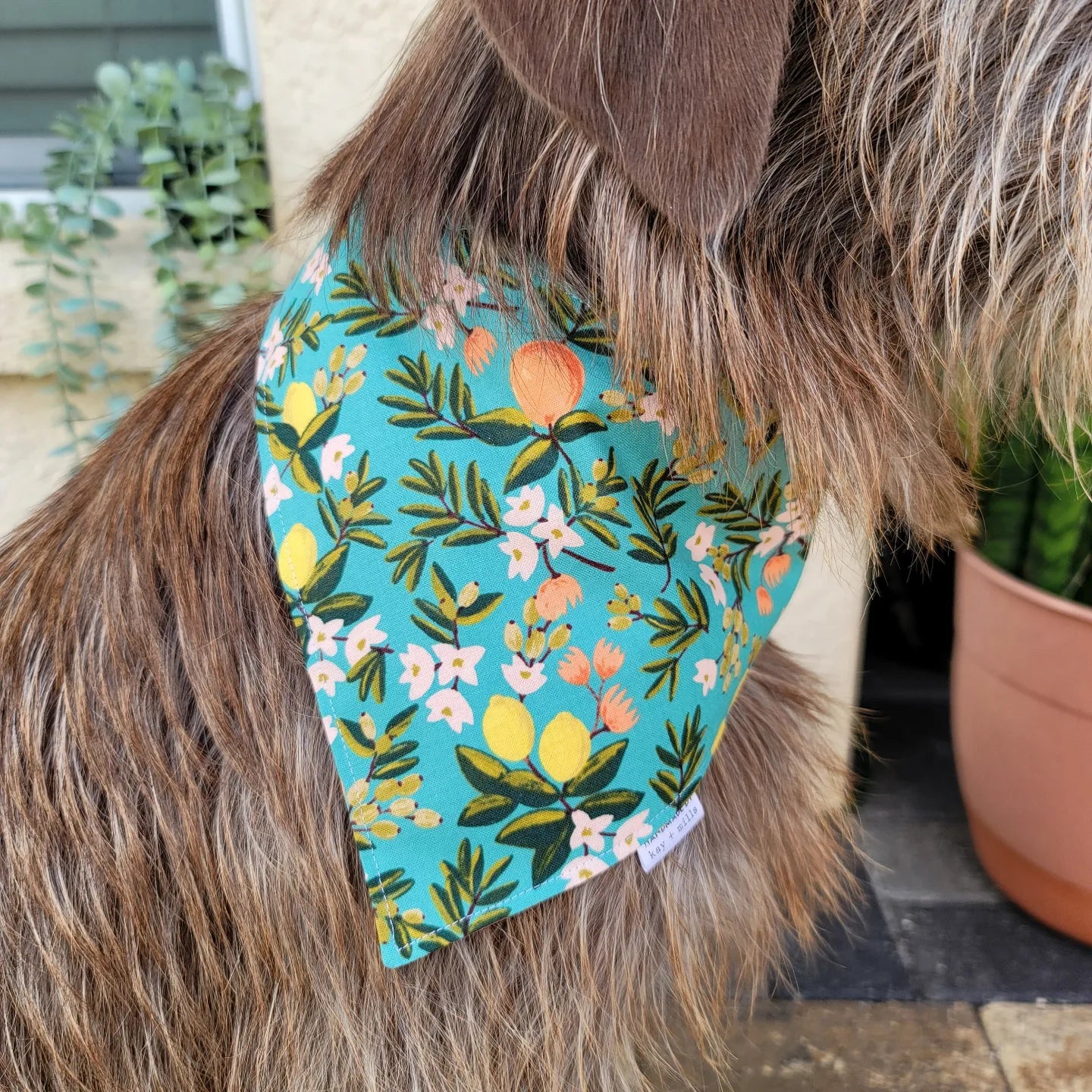 Summertime Citrus